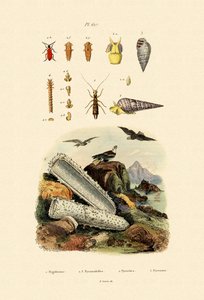 Insects